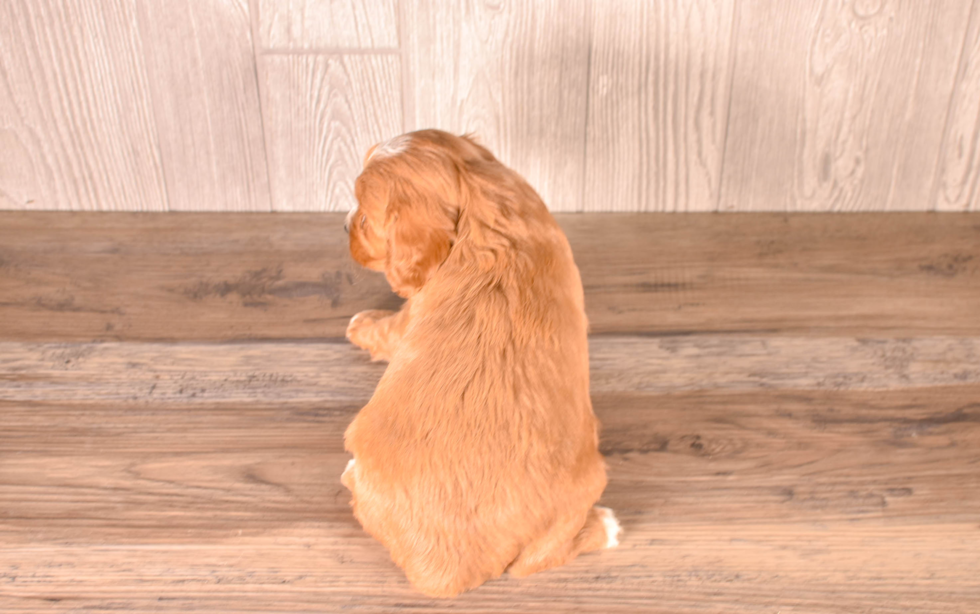 Cavapoo Pup Being Cute
