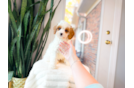 Cavapoo Pup Being Cute