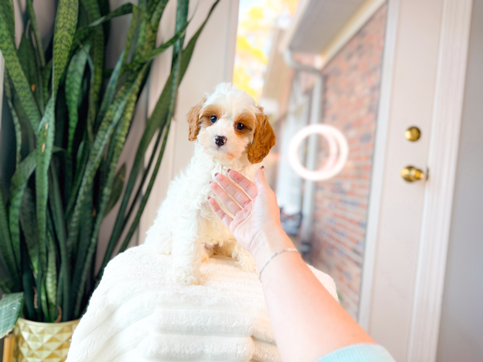 Cavapoo Pup Being Cute