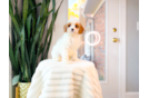 Cute Cavapoo Baby