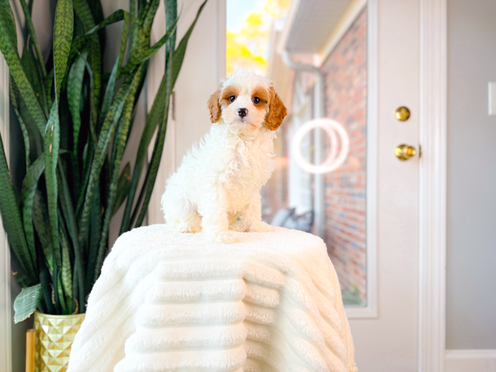 Cute Cavapoo Baby