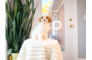 Cute Cavadoodle Poodle Mix Puppy
