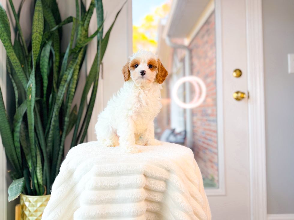 Cute Cavadoodle Poodle Mix Puppy