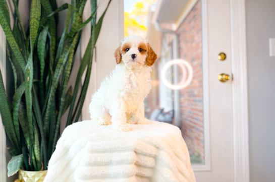 Cute Cavadoodle Poodle Mix Puppy