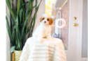 Cavapoo Pup Being Cute
