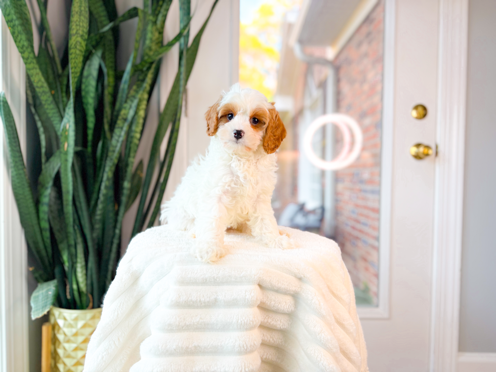 Cavapoo Pup Being Cute