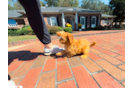 Cute Cavapoo Poodle Mix Pup