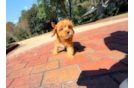 Best Cavapoo Baby