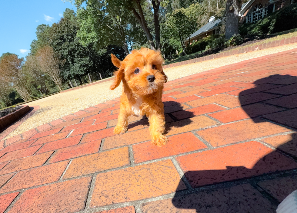 Best Cavapoo Baby
