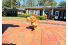 Best Cavapoo Baby