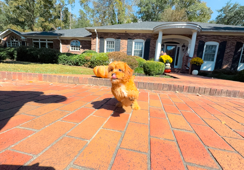 Best Cavapoo Baby