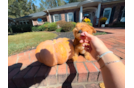 Cute Cavapoo Baby
