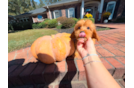 Cute Cavapoo Poodle Mix Pup