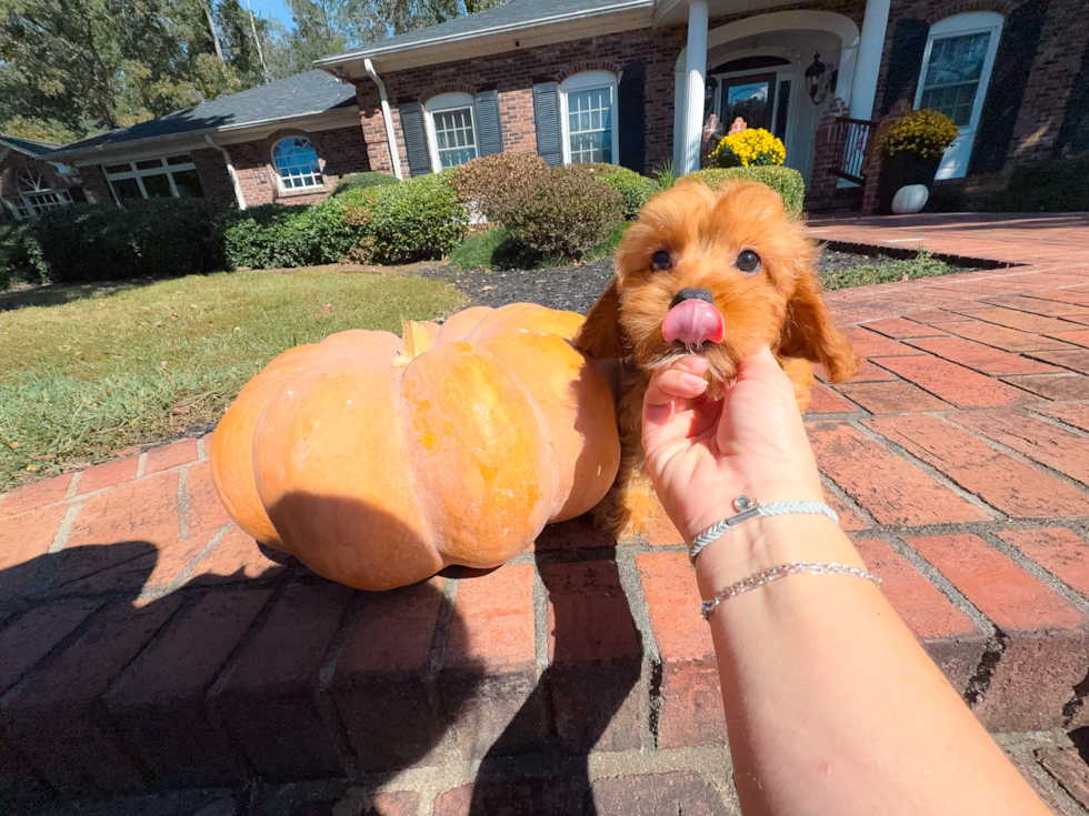 Cute Cavapoo Poodle Mix Pup