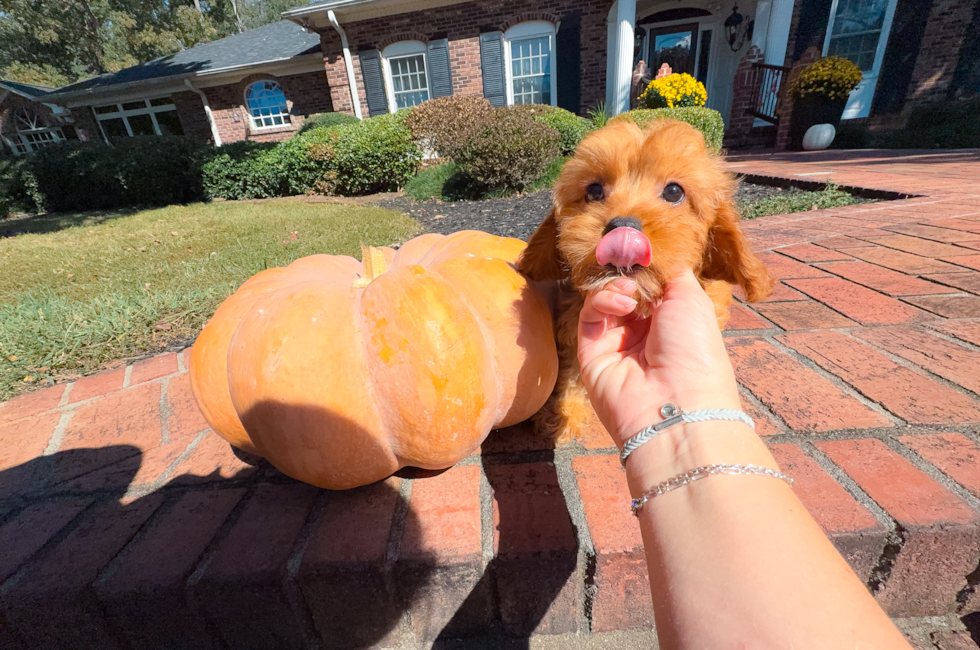 9 week old Cavapoo Puppy For Sale - Simply Southern Pups