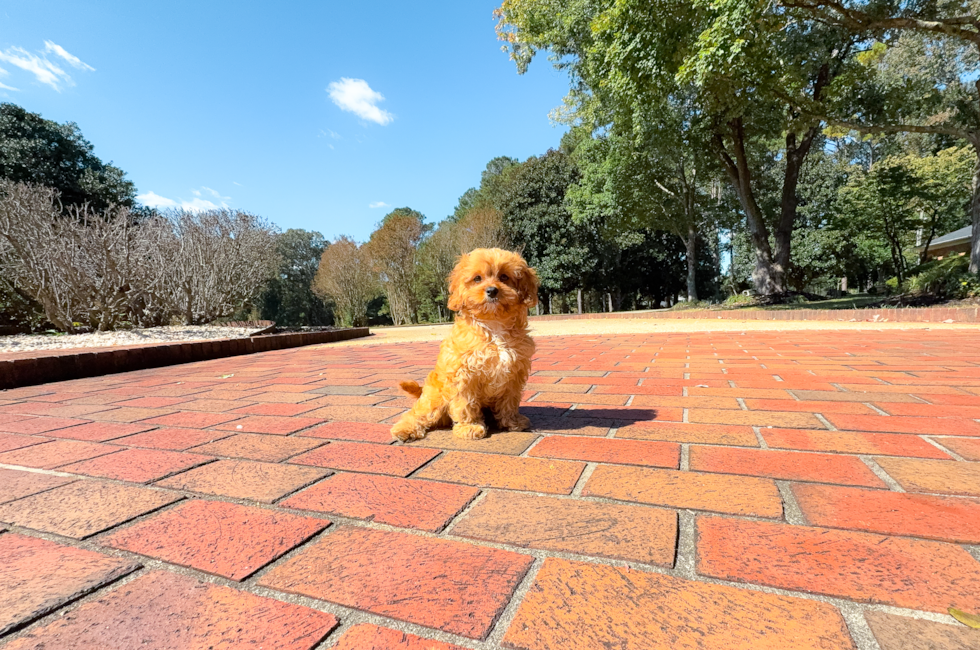 9 week old Cavapoo Puppy For Sale - Simply Southern Pups