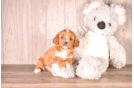 Cavapoo Pup Being Cute