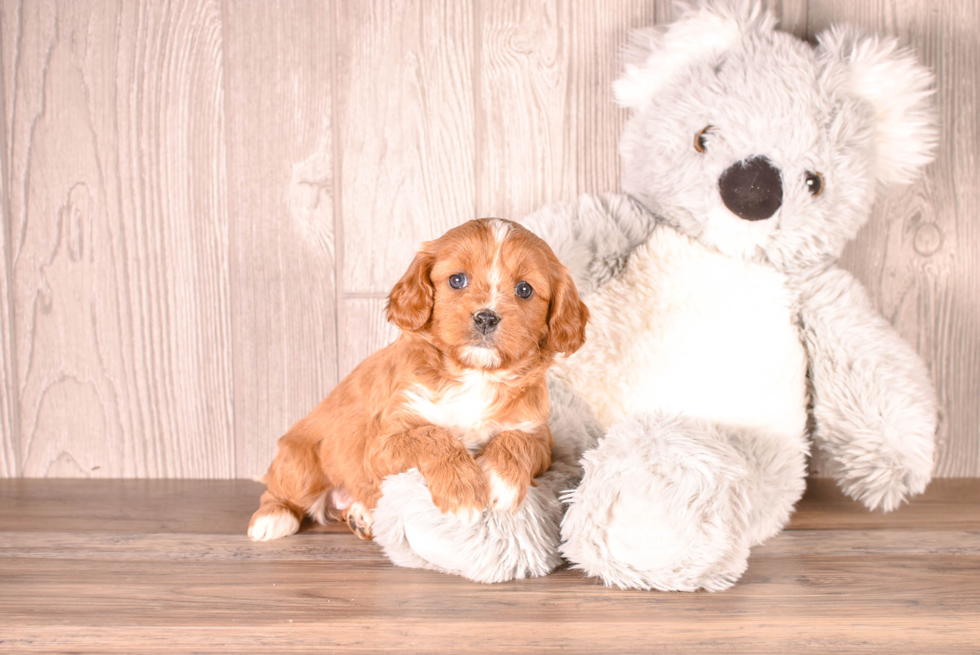 Cavapoo Pup Being Cute