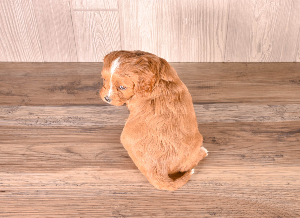 Cute Cavalier King Charles Spaniel and Poodle Mix Poodle Mix Puppy