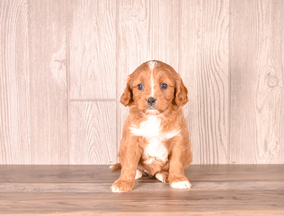 Cute Cavapoo Baby