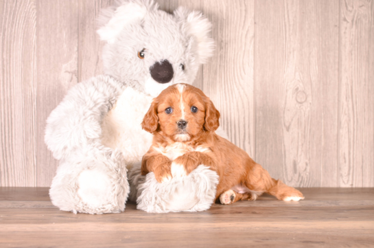Cute Cavapoo Poodle Mix Pup