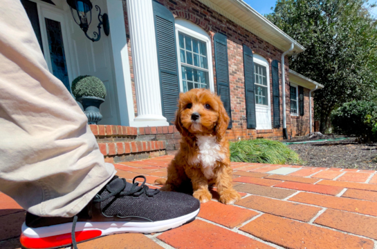 Cute Cavapoo Poodle Mix Pup