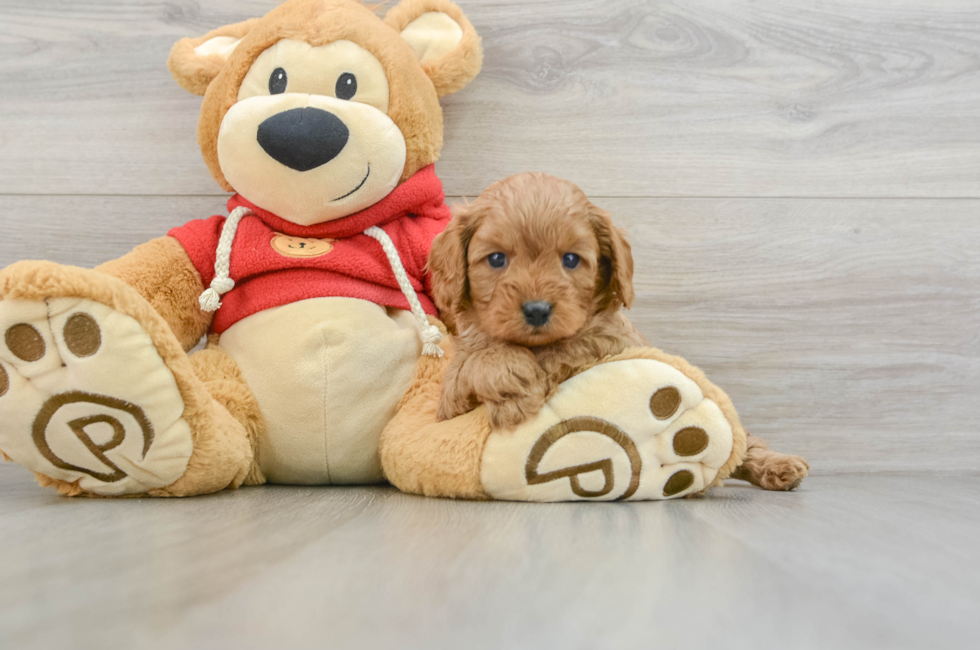 6 week old Cavapoo Puppy For Sale - Simply Southern Pups