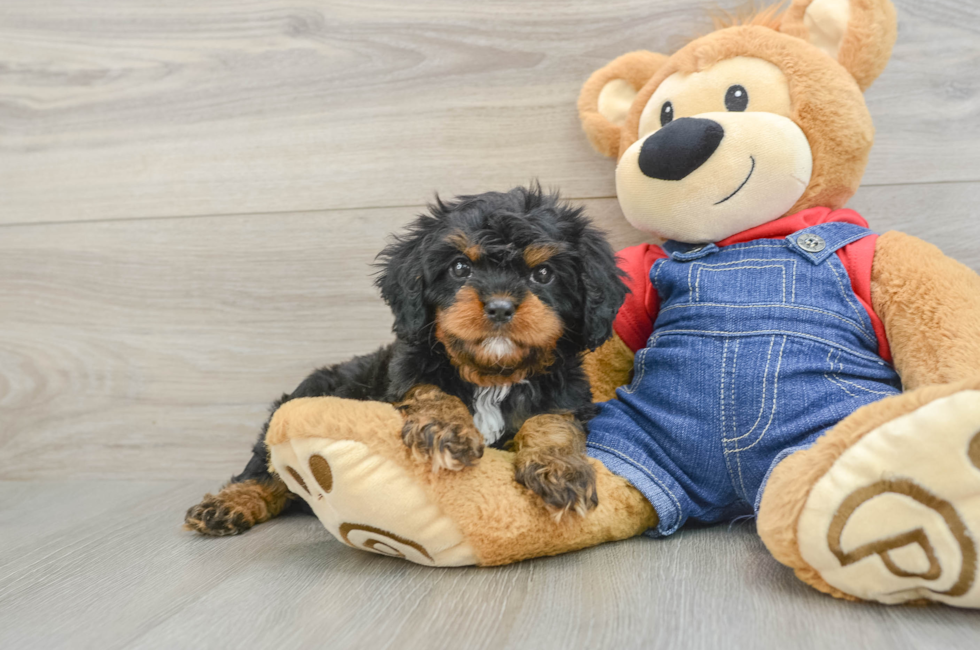 7 week old Cavapoo Puppy For Sale - Simply Southern Pups