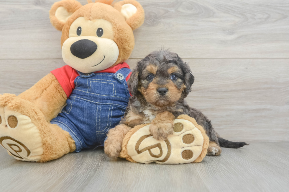 7 week old Cavapoo Puppy For Sale - Simply Southern Pups