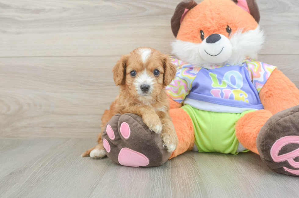 5 week old Cavapoo Puppy For Sale - Simply Southern Pups