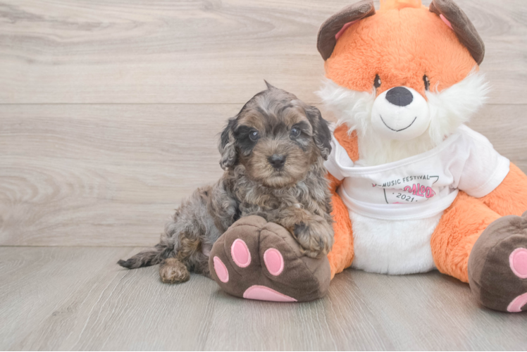 Friendly Cavapoo Baby