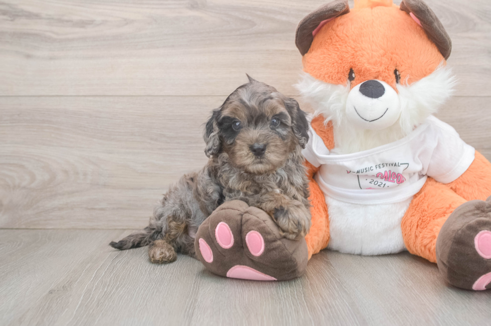 7 week old Cavapoo Puppy For Sale - Simply Southern Pups