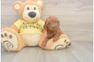 Cavapoo Puppy for Adoption