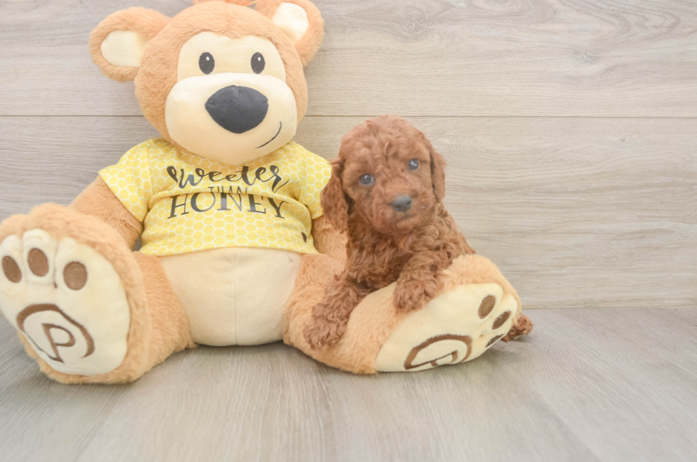 5 week old Cavapoo Puppy For Sale - Simply Southern Pups