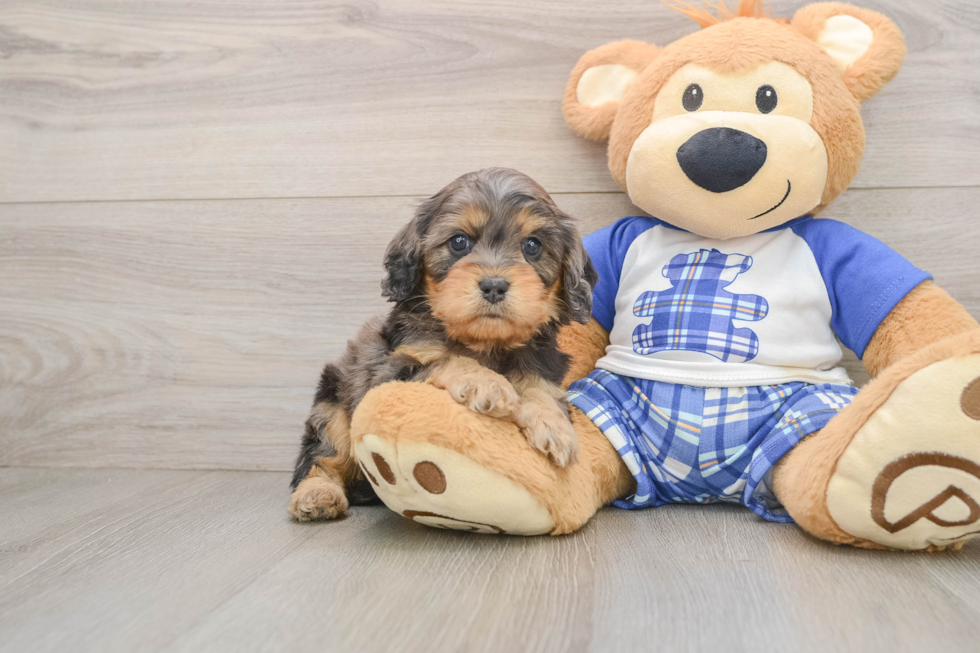 Cavapoo Puppy for Adoption