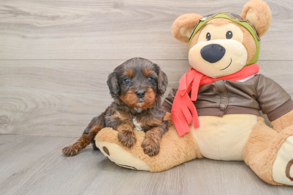 Cavapoo Pup Being Cute
