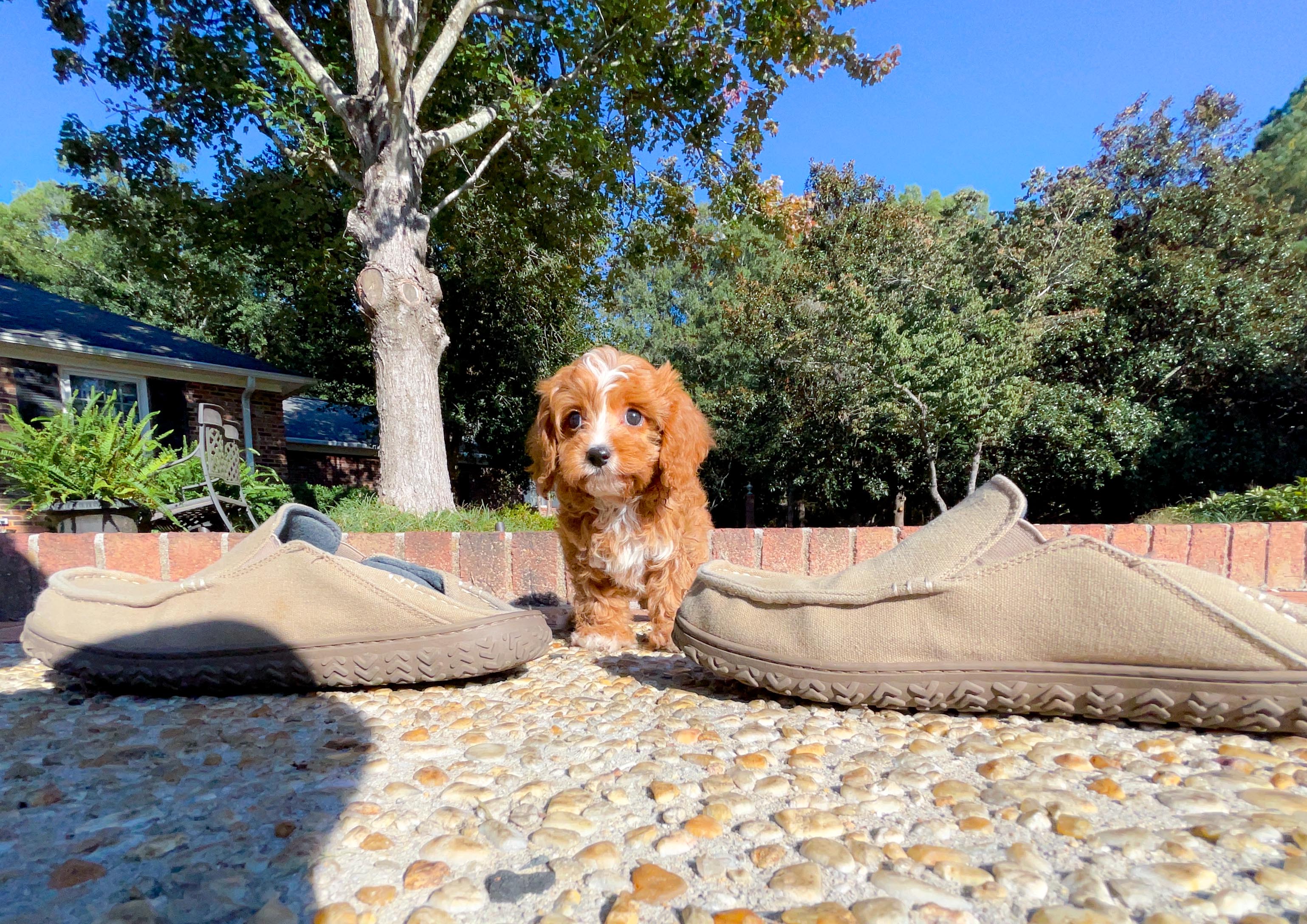 Cavapoo slippers discount