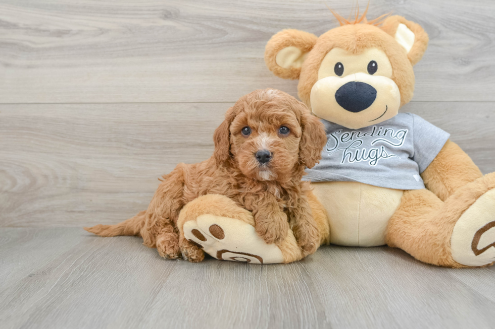 Cavapoo Puppy for Adoption