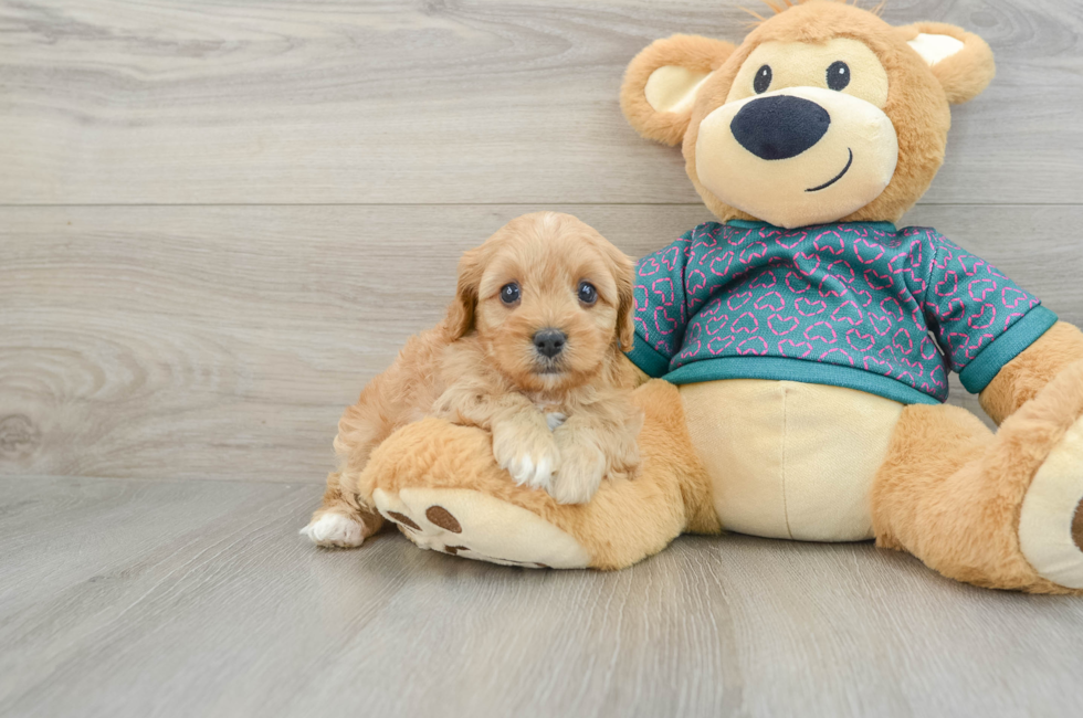 6 week old Cavapoo Puppy For Sale - Simply Southern Pups