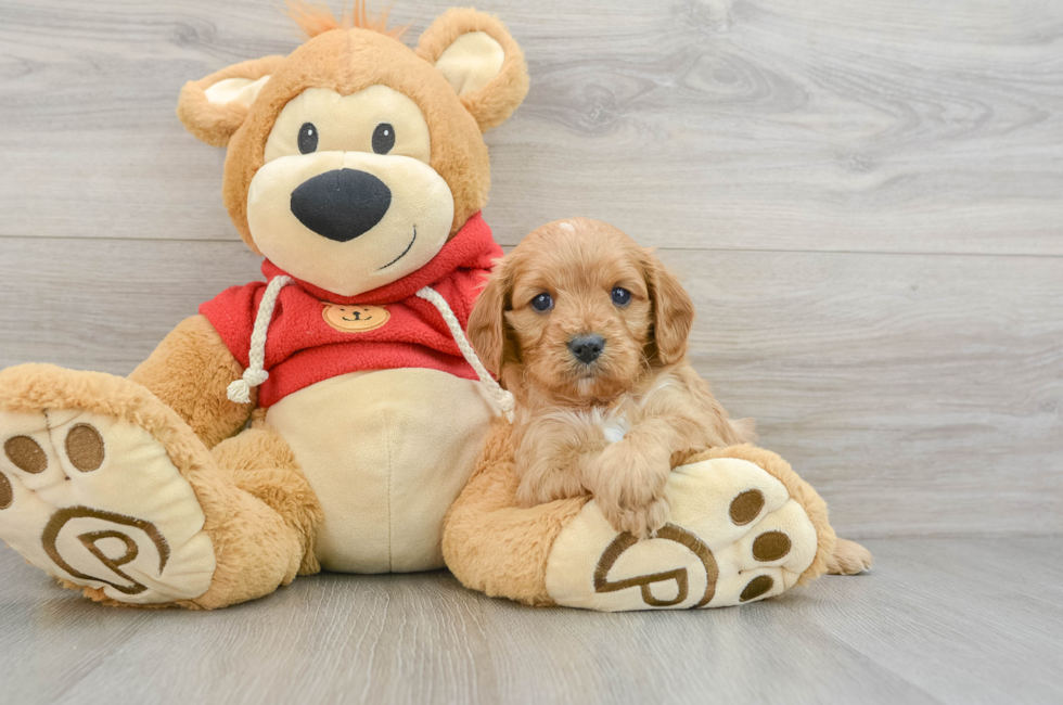 6 week old Cavapoo Puppy For Sale - Simply Southern Pups