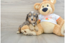 Best Cavapoo Baby