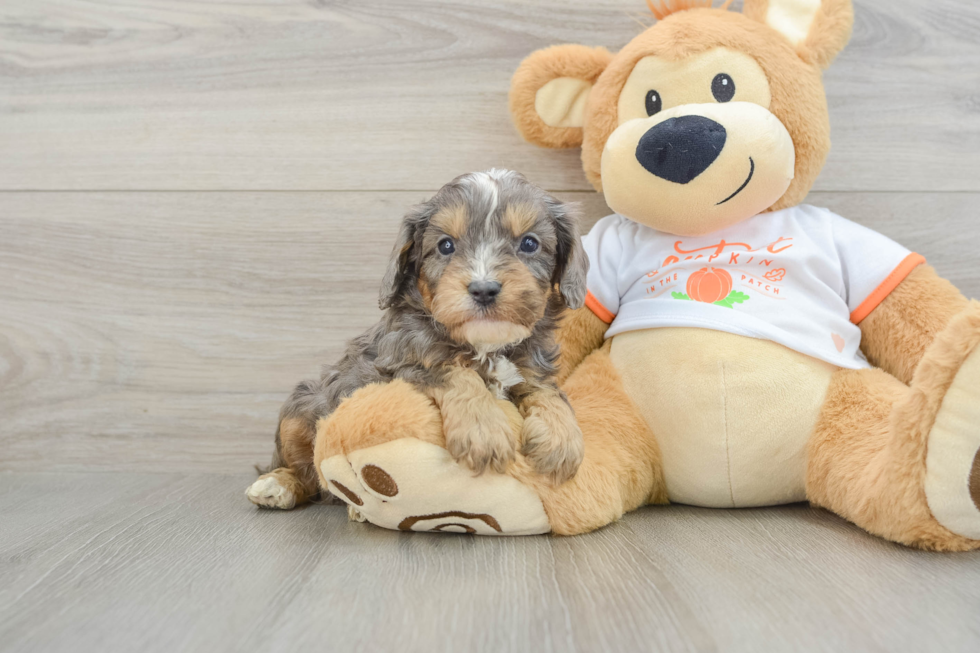 Best Cavapoo Baby