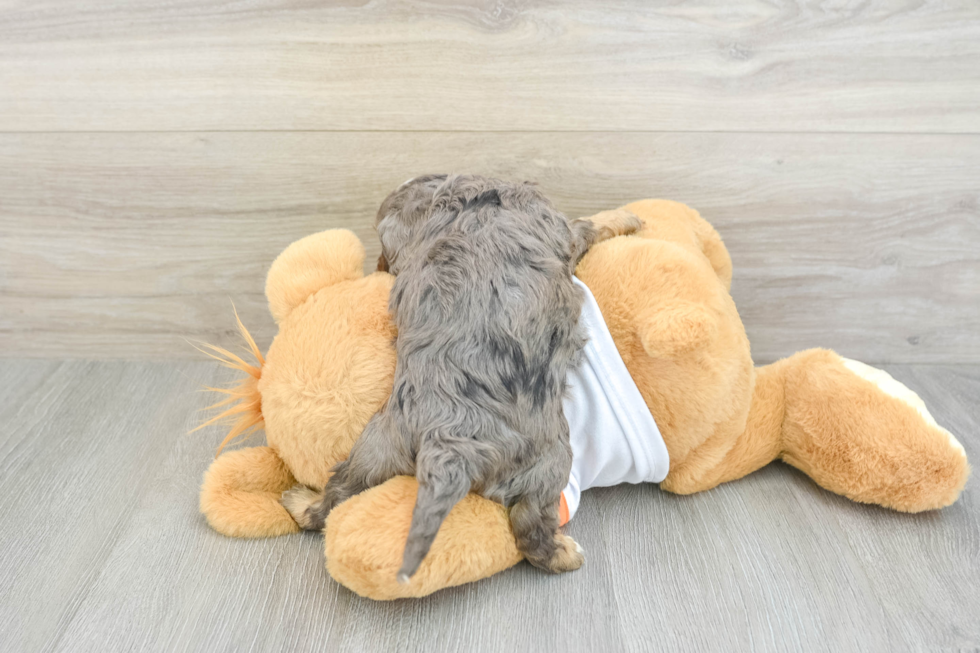 Best Cavapoo Baby