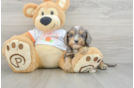 Cavapoo Pup Being Cute