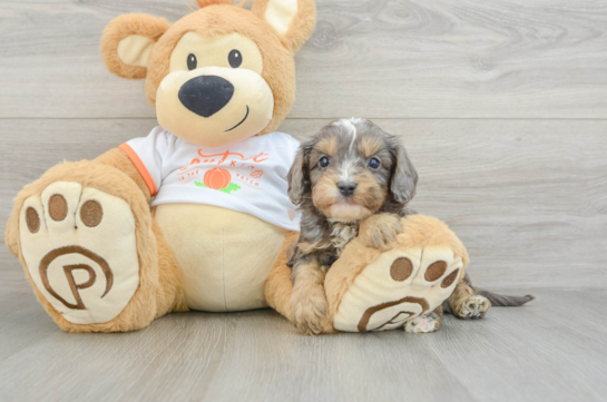 Cavapoo Pup Being Cute