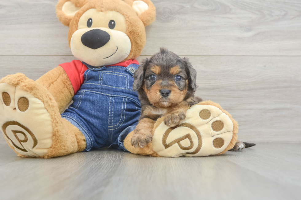 7 week old Cavapoo Puppy For Sale - Simply Southern Pups