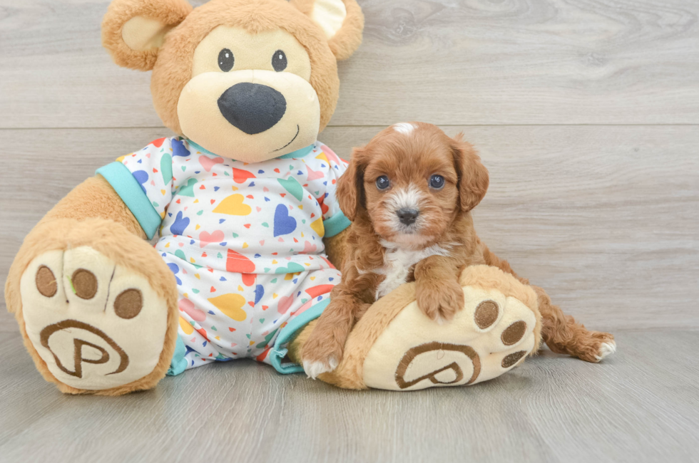 5 week old Cavapoo Puppy For Sale - Simply Southern Pups