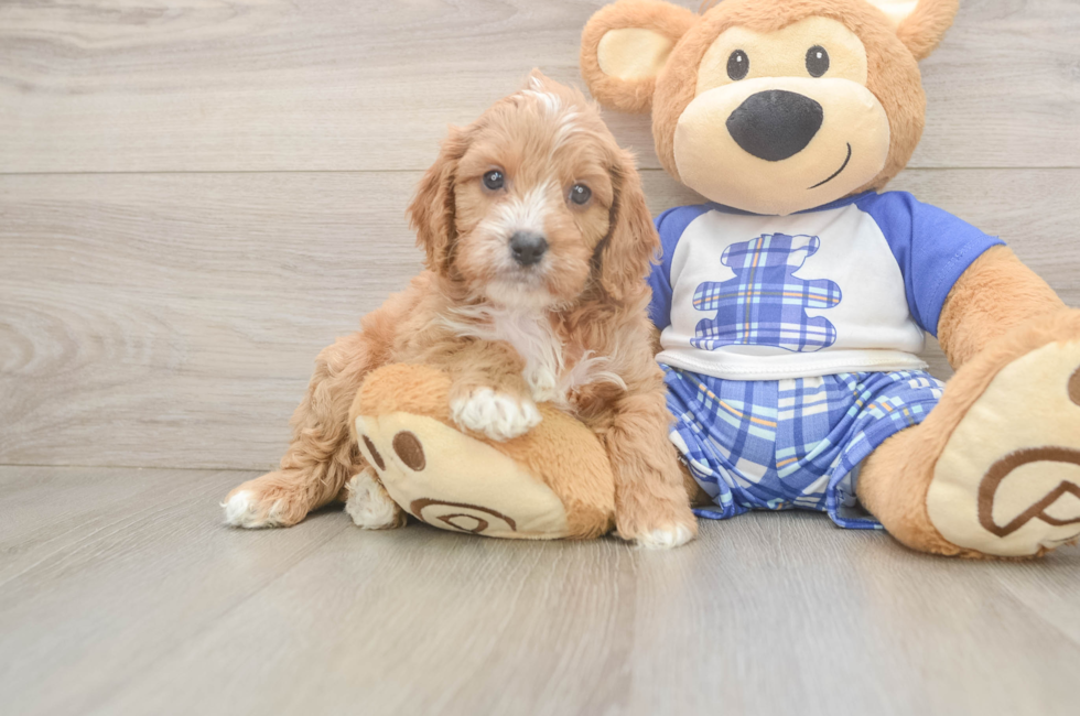 5 week old Cavapoo Puppy For Sale - Simply Southern Pups