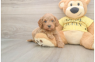 Best Cavapoo Baby