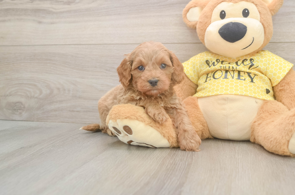 5 week old Cavapoo Puppy For Sale - Simply Southern Pups